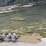 ぶーたくんさんの画像