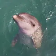 らんの画像