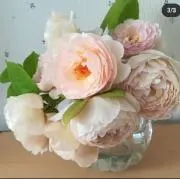 ちゅんすけの画像