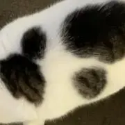 葉の画像