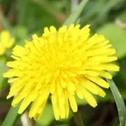 ポポちゃんの画像