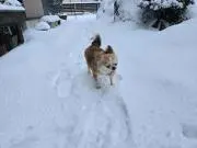 Haru