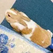 ラビの画像