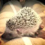 茶々