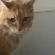 MOMOの画像