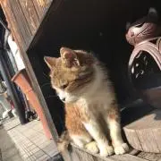 こゆき（匿名配送対応）の画像