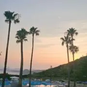 カンナの画像