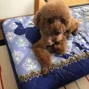 はごろもまま