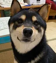 こたの画像