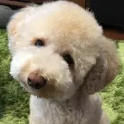 mofumofuの画像