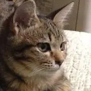猫@中毒患者