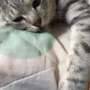 タンゴの画像