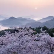 夜桜
