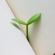 シオサキの画像
