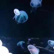 ゆっっきの画像