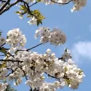 ソラ