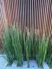 ミーの画像