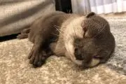 おきゃんぴーの画像
