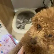ロシアンブルーとトイプーとの暮らしの画像