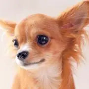 めるちゃんの画像