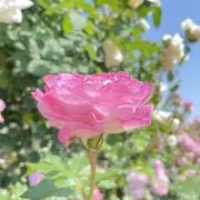 MARURUの画像