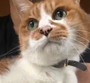 だにーまるの画像