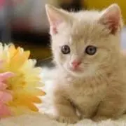 こねこ。の画像