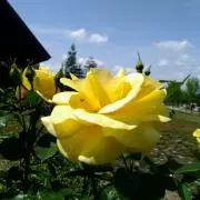 mofuの画像