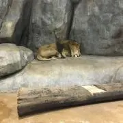 眠たい