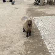 びの画像