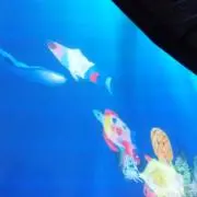 まるまるこ