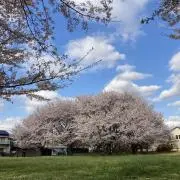 kikiの画像