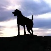 たまの画像