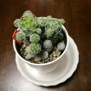珈琲