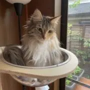ファントムの画像