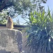 しー。の画像