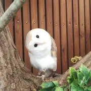 めい