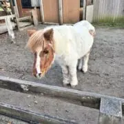 りりの画像