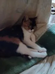みけ