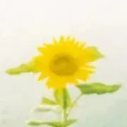 Bonbonの画像