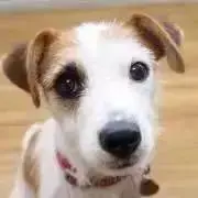 Asaの画像