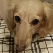 ラブ  ワン　プロフ必ず読んで！！！の画像