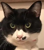 TOMOの画像