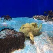はち