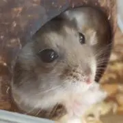 なおかず