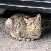 a_avの画像