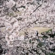 さちの画像