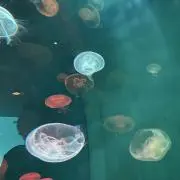 くらげの画像