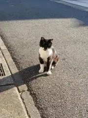 じくつの画像