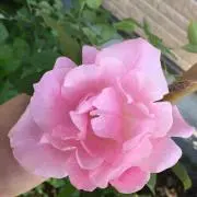 のんまま